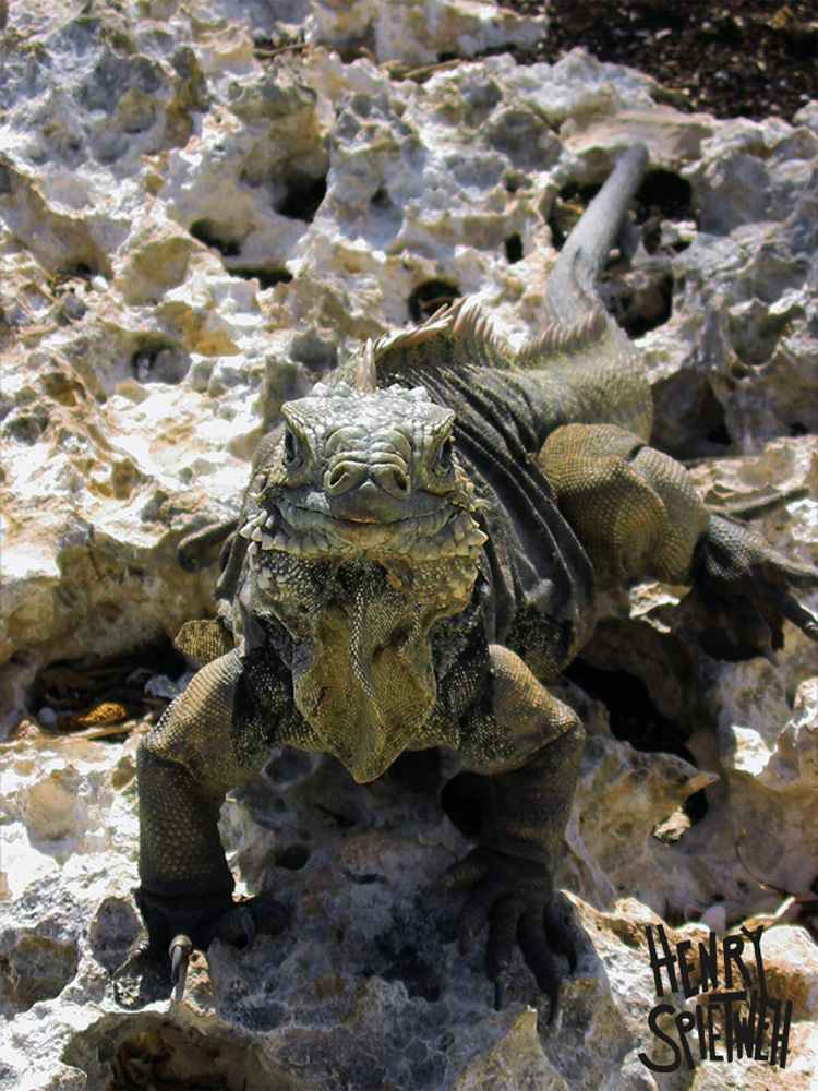 Camouflage